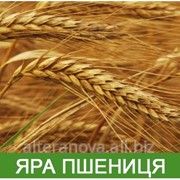 Посевной материал яровой и озимой пшеницы