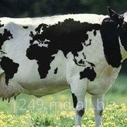 Премикс для Коров в Период Сухостоя 0,5% фото