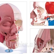 Модель черепа с лицевыми мышцами фотография