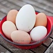 Инкубация яиц фото