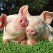 Комбикорма и БВД для свиней фото