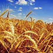 Пшеница продовольственная 2,3 класс