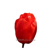 Тюльпаны Lalibela фото