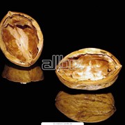 Скорлупа грецкого ореха фотография