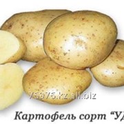 Картофель сорт «УДАЧА» фото