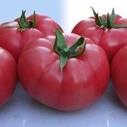 Семена томатов F1 Розарио фото