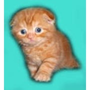 Котик красный вислоухий эксклюзивный фото