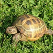 Среднеазиатские сухопутные черепахи фото