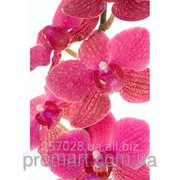 Фотокартина Рожева орхідея код КН-070 фото
