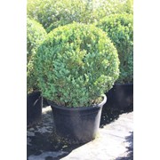 Самшит вечнозелёный (Buxus sempervirens) 60-80 фотография