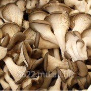 Fresh mushrooms for export from Moldova фото