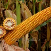Семена кукурузы Краснодарский 385 МВ фото