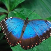 Подарок живые бабочки фотография
