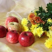 Яблоки осенние фотография