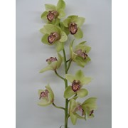 Цветок Орхидеи