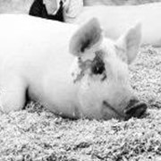 Выращивание свиней породы Петрен фотография