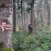 Лесопатологический мониторинг фото