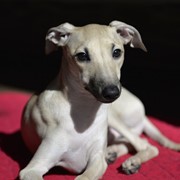 Italian greyhound's puppy фото
