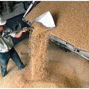Перевозка зерновых культур