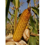 Семена кукурузы Краснодарский 455 МВ фото