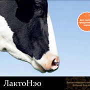 Добавка кормовая для коров ЛактоНэо фото