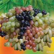 Продажа винограда от поставщика(Турция), цены от прямого поставщика, виноград чёрный, белый, дамский пальчик. фото