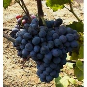 Саженцы винограда Блэк Гранд (Фестиве х …) оптом фото