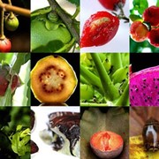Свежие фрукты: Манго, Гуайава, Киви фото