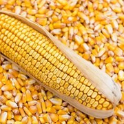 Злаковые культуры Кукуруза