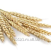 Пшеница твердых сортов 1 класс фото