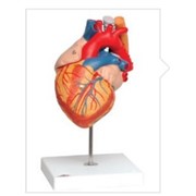 Модель сердца с шунтами, 2-кратное увеличение, 4 части фотография