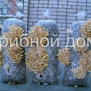Пакеты полиэтиленовые для изготовления грибных блоков. фото