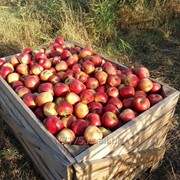Яблоки алматинские фотография