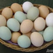 Пищевые яйца