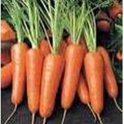 Семена моркови оптом фото