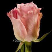 Роза faith фото