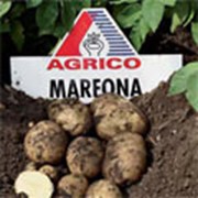 Картофель АГРИКО Марфона (Marfona) - среднеранний фото