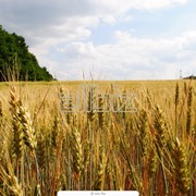 Зерновые культуры, Ячмень