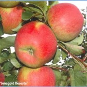Саженцы яблони Джонаголд декоста фото