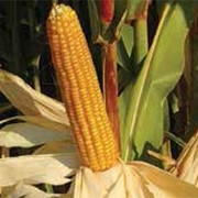 Семена кукурузы ЕС Битл ФАО 230 фото