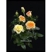 Роза Peach Kordana