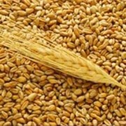 Пшеница мягкая 3 класса