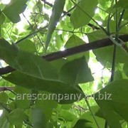 Ясень Fraxinus exc. Altena Обхват ствола 6-8 фотография