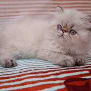 Персидский голубоглазый котенок (торти-линкс-пойнт)