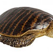 Статуэтка Turtle, Черепаха 88х23х59см. арт.65966 KARE фотография