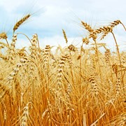 Пшеница мягкая от производителя. Низкие цены. Гарантия
