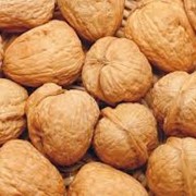 Грецкие орехи оптом фото