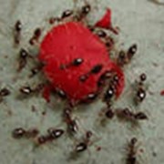 Уничтожение муравьев фото