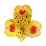 Срезанный цветок Альстромерия Bali