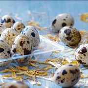 Яйца перепелиные пищевые, купить Украина